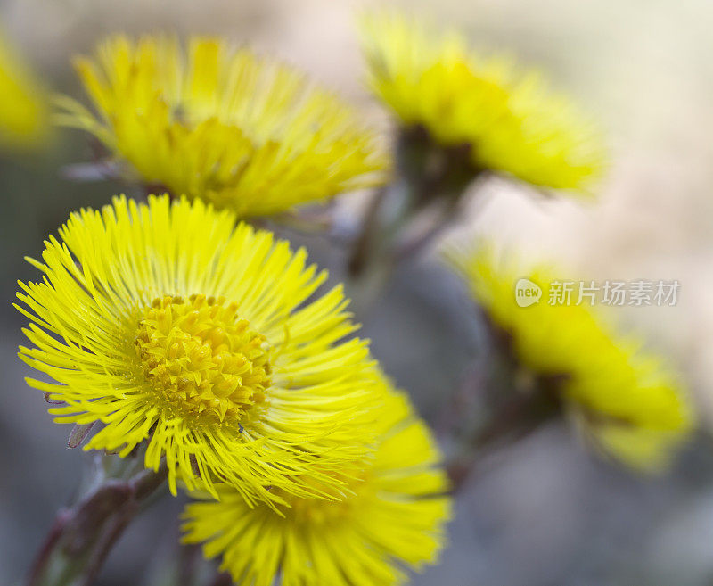 钶钽钽(Tussilago farfara)